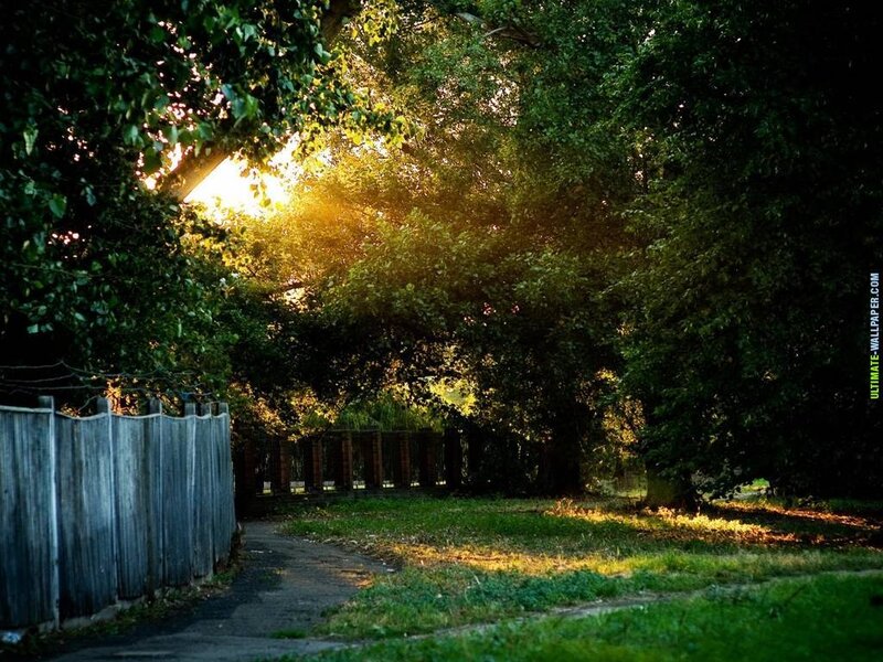Sunlight Through Trees — Green, Serene, Sunset