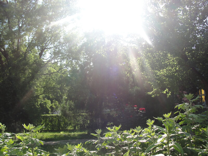 Sunlight Through Trees — Green, Serene