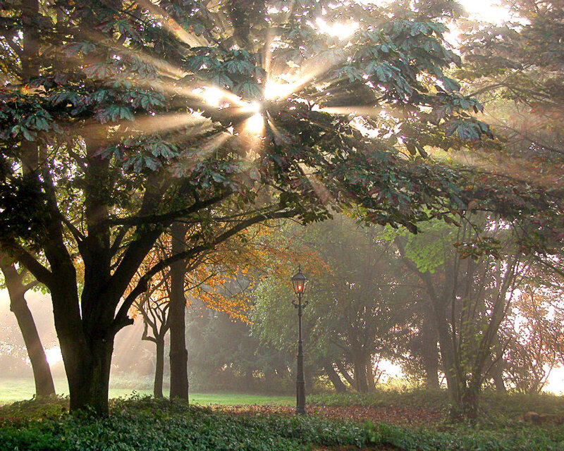 Sunlight Through Trees — Green