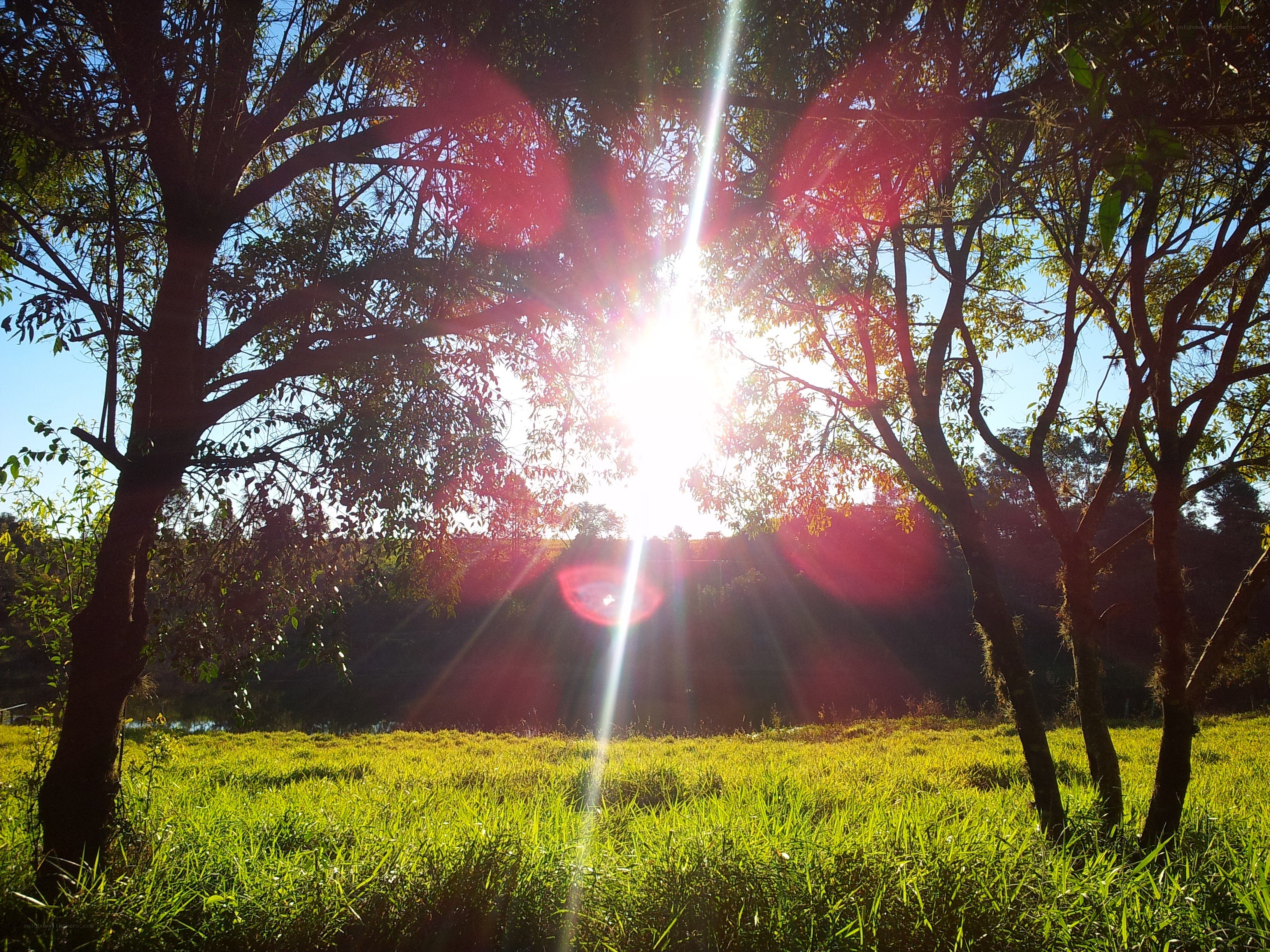 Sunlight through trees in a field