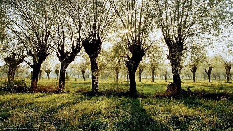Sunlight through trees in a field