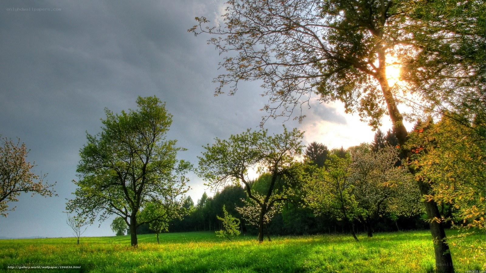 Sunlight through trees in a green field