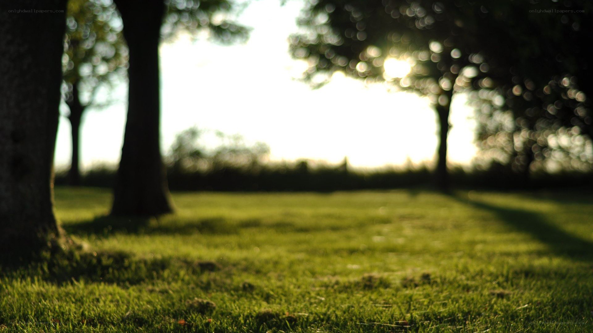Sunlight through trees in a park