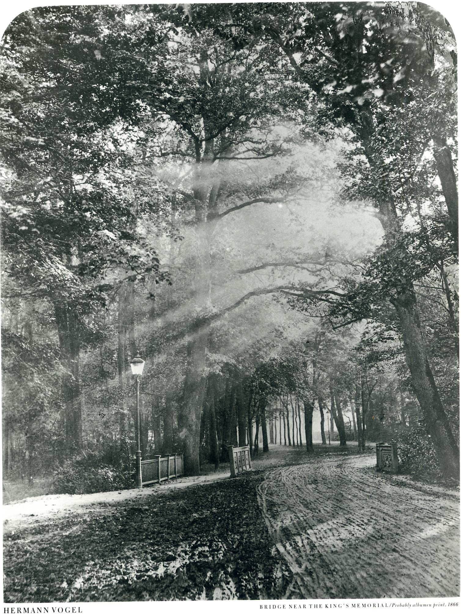 Sunlight through trees in a park