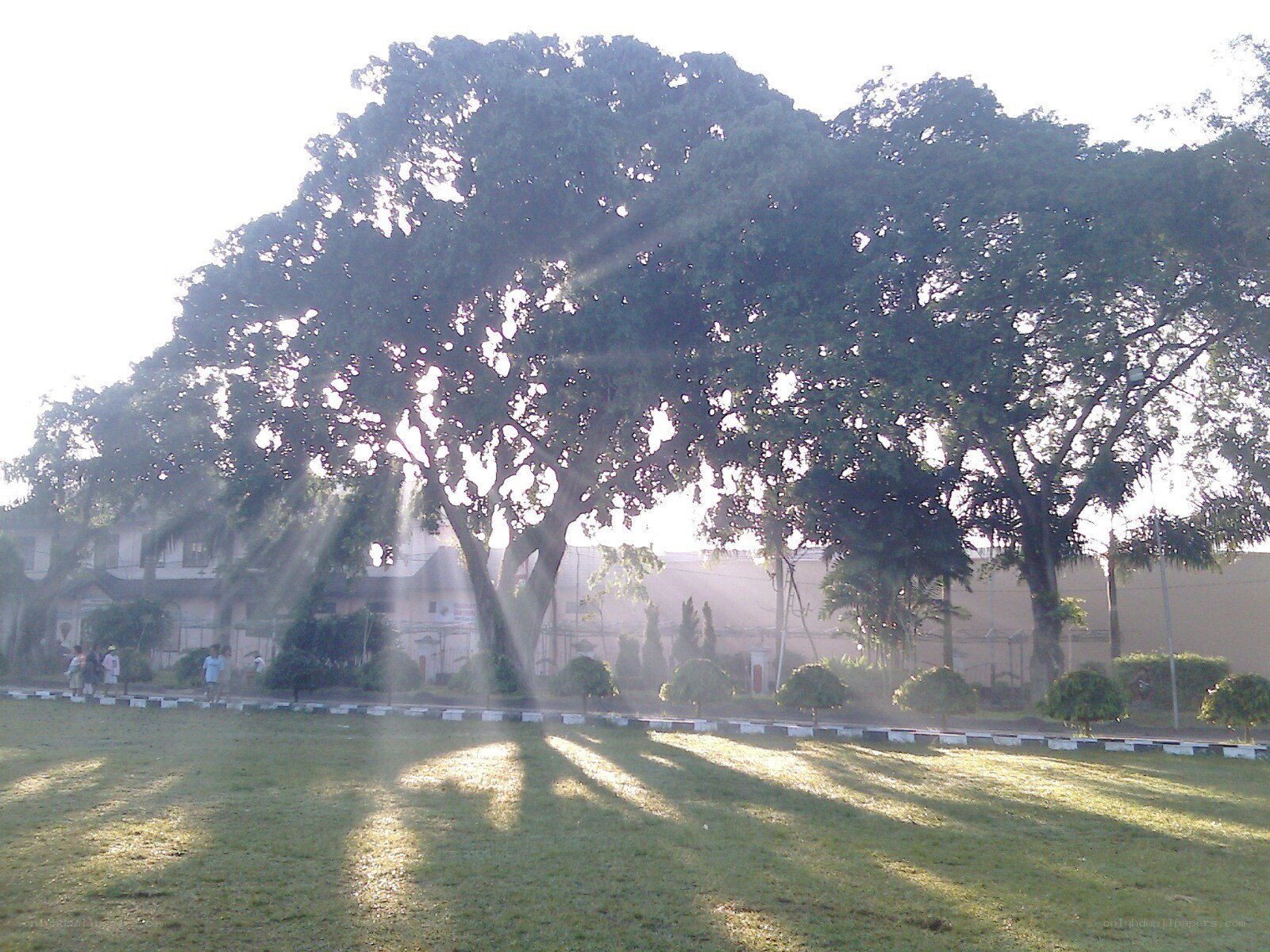Sunlight through trees in park