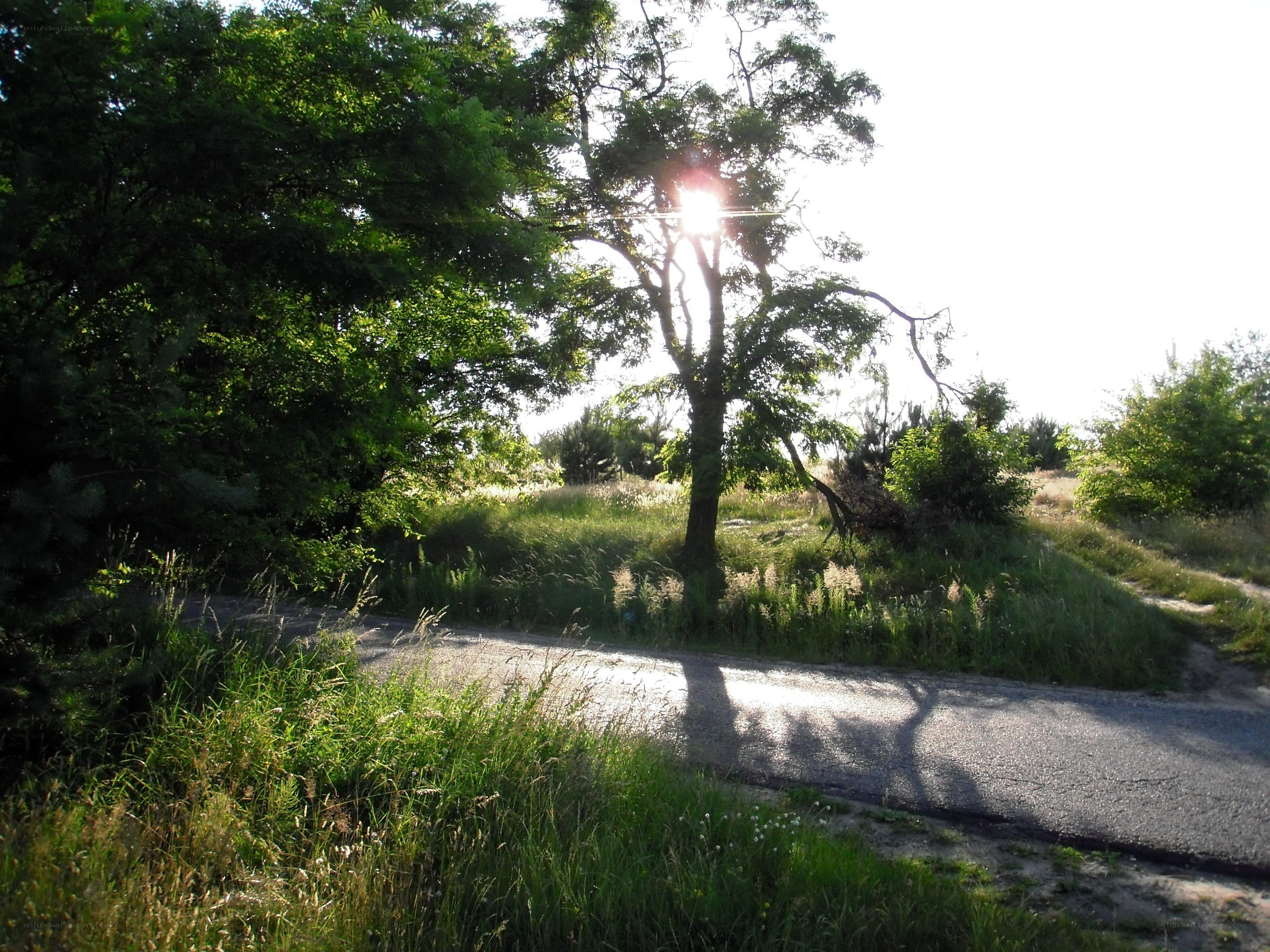 Sunlight through trees on a path