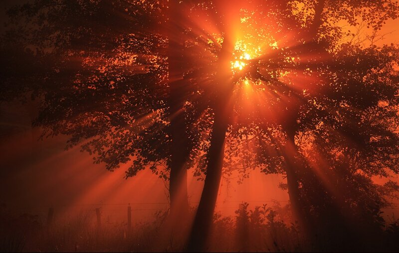 Sunlight Through Trees — Orange, Dramatic, Sunset, Photograph, Fog