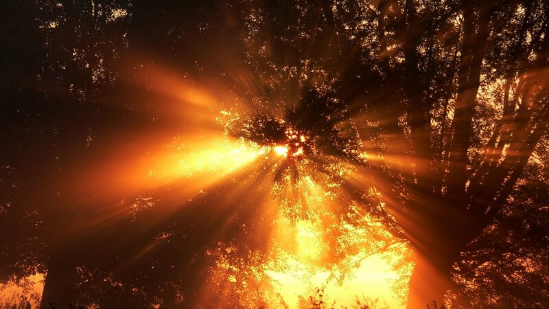 Sunlight Through Trees — Orange, Dramatic, Sunset, Photograph
