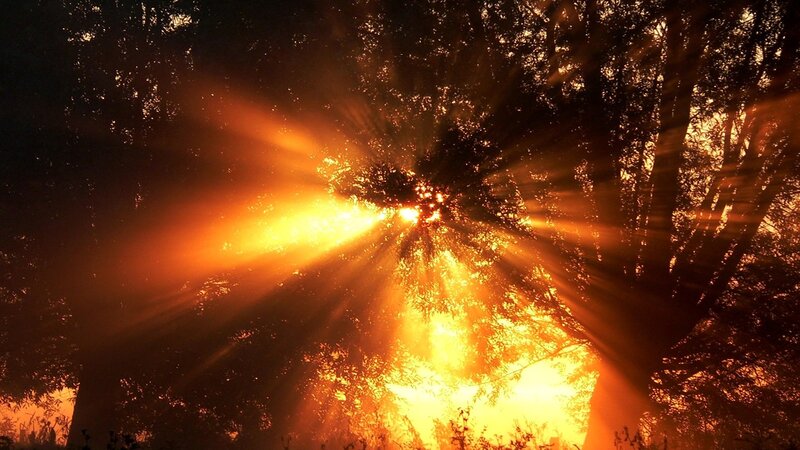 Sunlight Through Trees — Orange, Dramatic, Sunset
