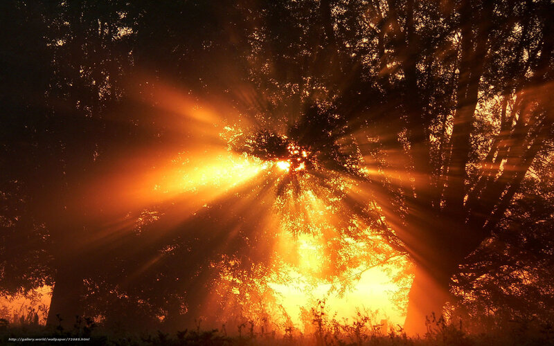 Sunlight Through Trees — Orange, Dramatic