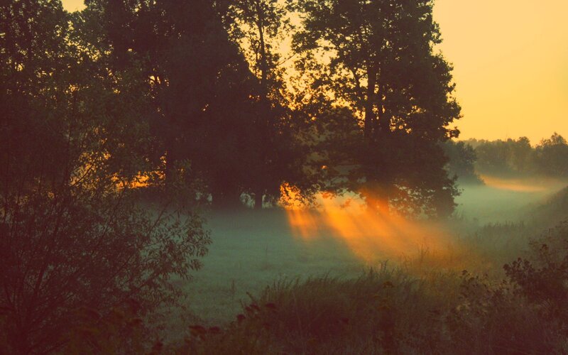 Sunlight Through Trees — Orange, Serene, Morning, Photograph, Fog, Grass