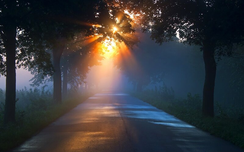 Sunlight Through Trees — Orange, Serene, Morning, Photograph