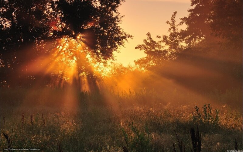 Sunlight Through Trees — Orange, Serene, Sunrise