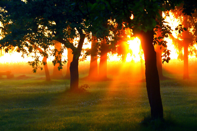 Sunlight Through Trees — Orange, Serene