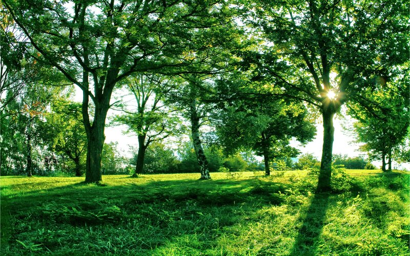 Sunlight Through Trees — Serene