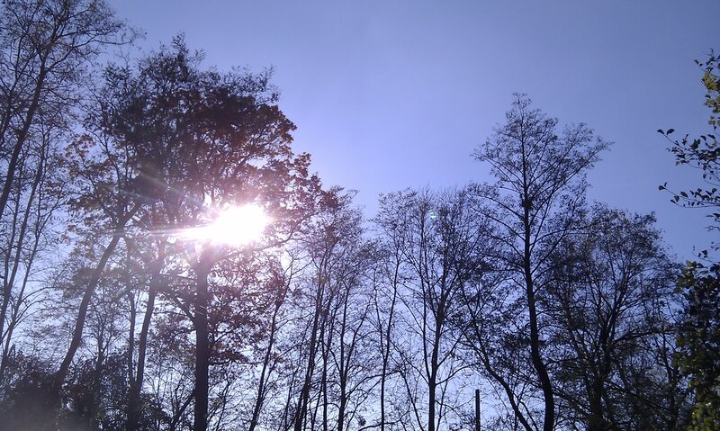Sunlight through trees