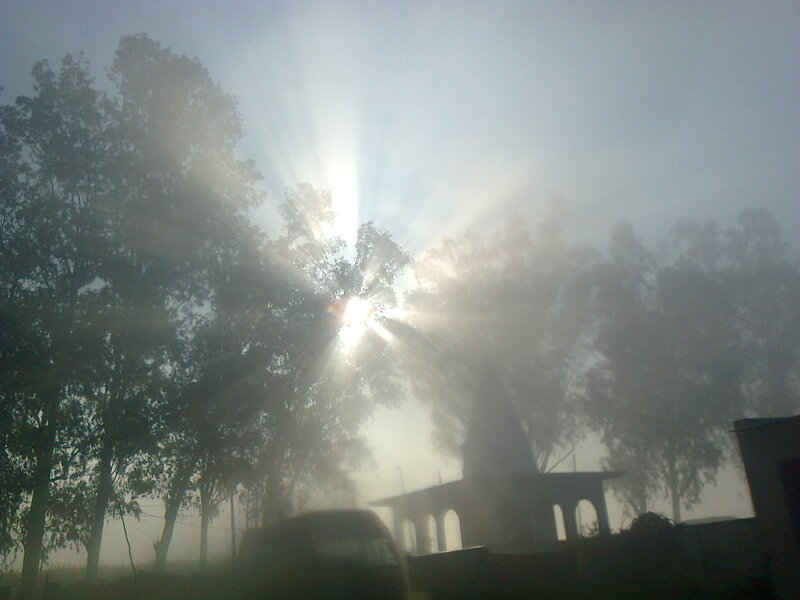 Sunlight Through Trees — White, Misty