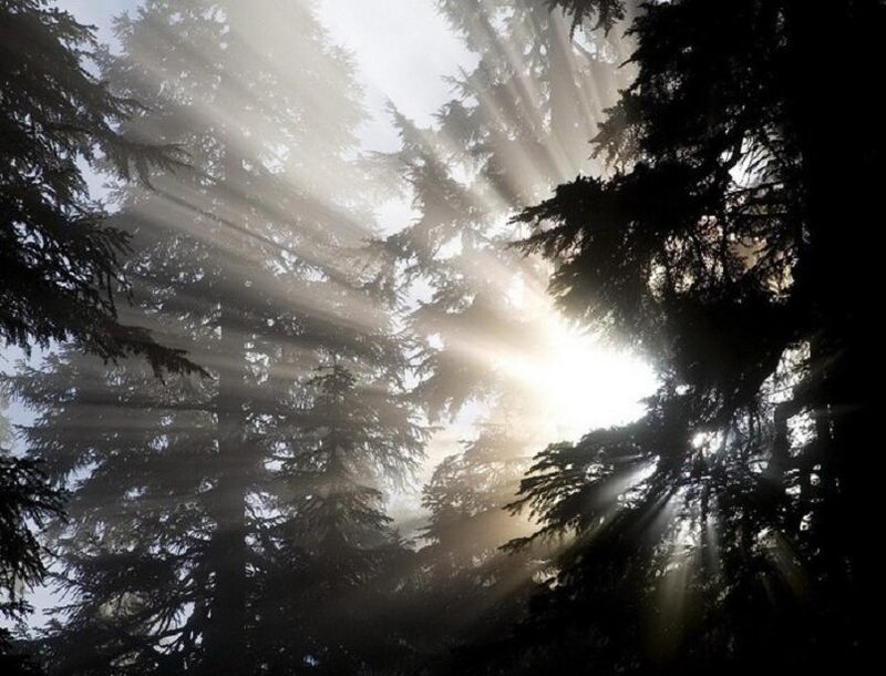 Sunlight Through Trees — White, Serene