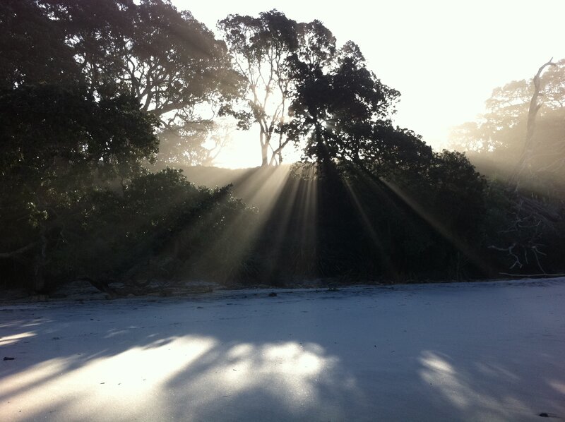 Sunlight Through Trees — White