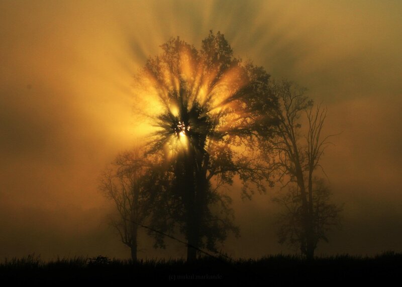 Sunlight Through Trees — Yellow, Dramatic, Sunrise