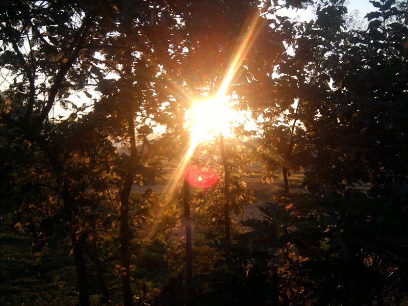 Sunlight Through Trees — Yellow, Dramatic, Sunset, Photograph
