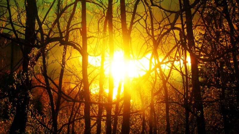 Sunlight Through Trees — Yellow, Dramatic, Sunset