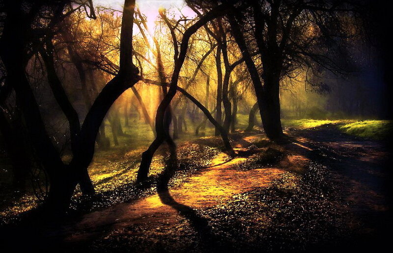 Sunlight Through Trees — Yellow, Dramatic