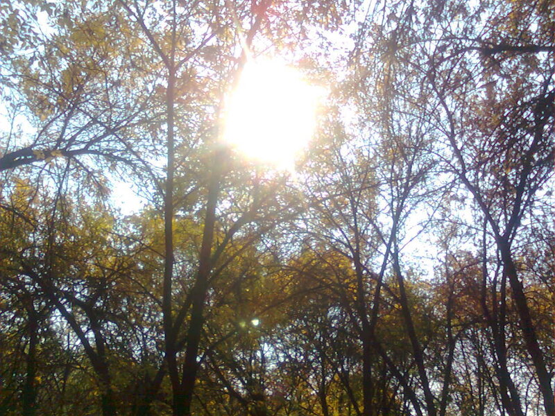 Sunlight Through Trees — Yellow, Serene, Autumn