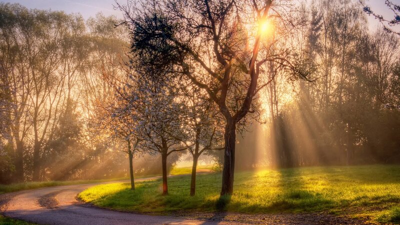 Sunlight Through Trees — Yellow, Serene, Morning, Photograph, Path