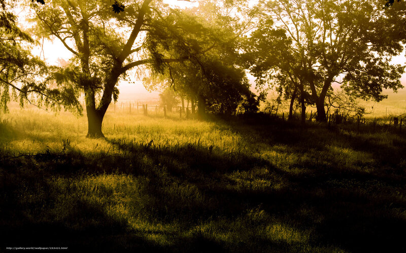 Sunlight Through Trees — Yellow, Serene, Morning, Photograph