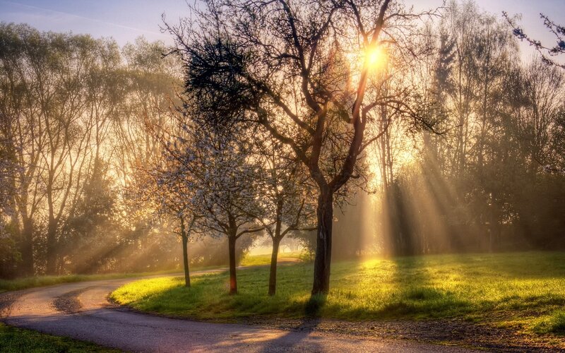 Sunlight Through Trees — Yellow, Serene, Morning