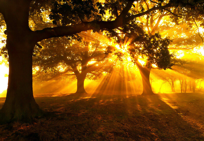 Sunlight Through Trees — Yellow, Serene, Sunrise
