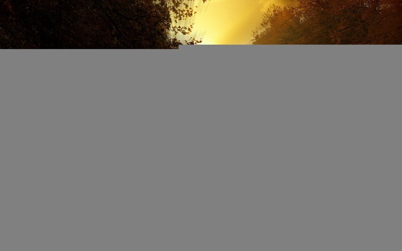 Sunlight Through Trees — Yellow, Serene, Sunset, Photograph, Sky
