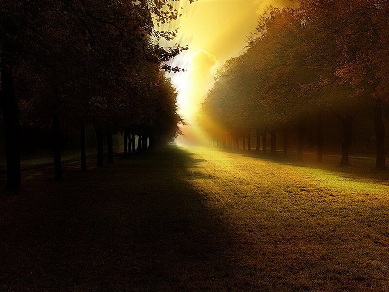 Sunlight Through Trees — Yellow, Serene, Sunset