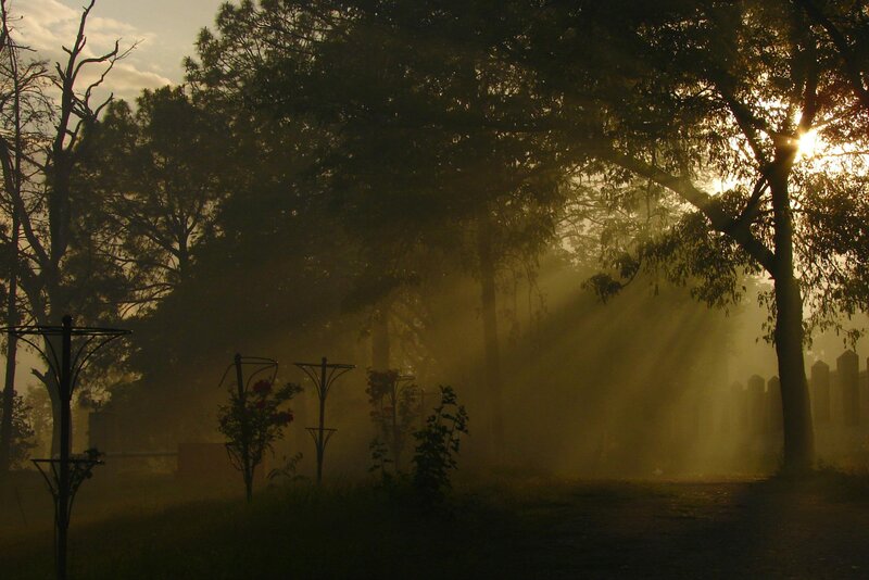 Sunlight Through Trees — Yellow, Serene