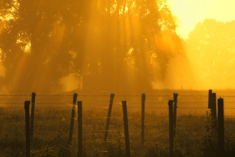 Sunlight Through Trees — Yellow