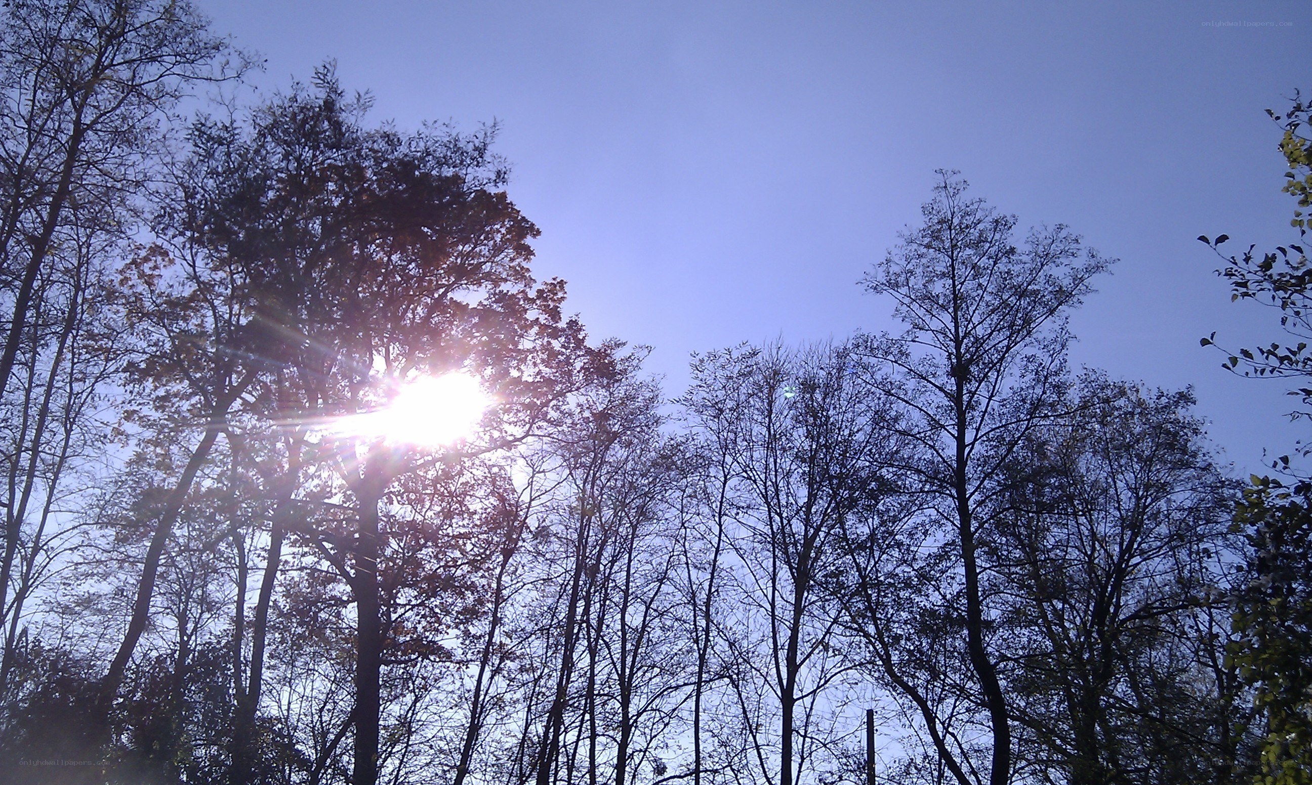 Sunlight through trees