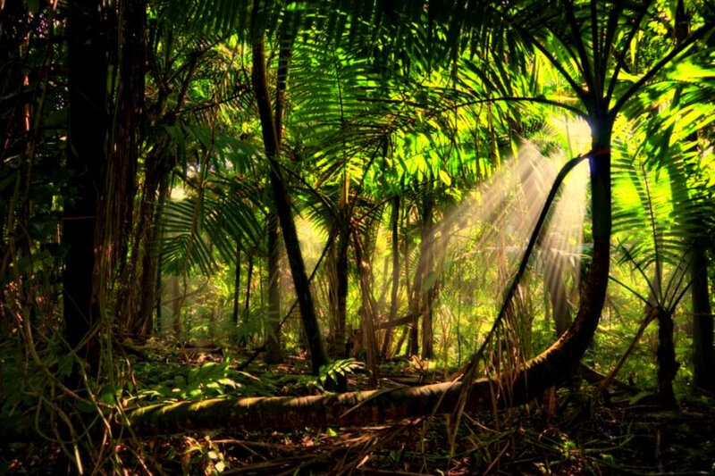 Sunlight through tropical forest
