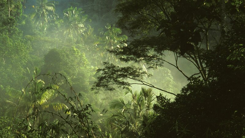 Sunlight through tropical forest