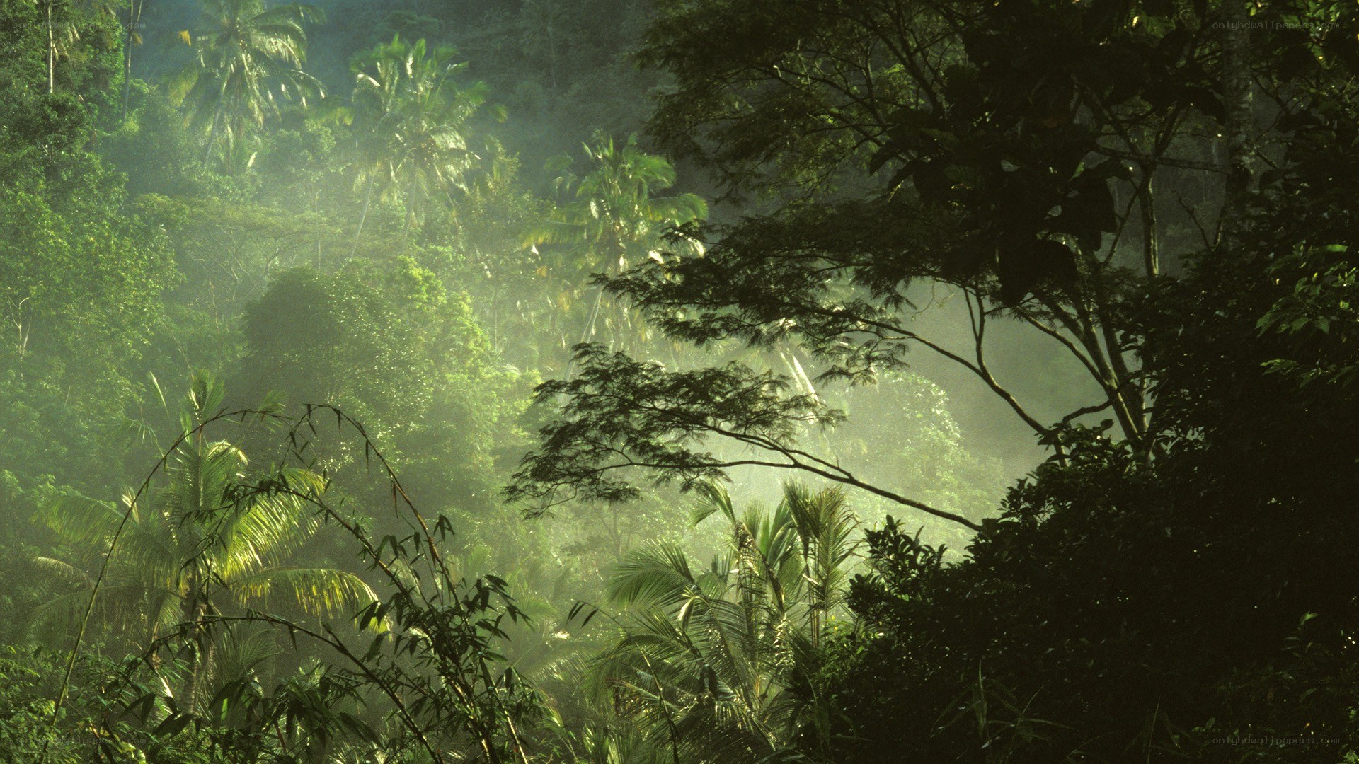 Sunlight through tropical forest