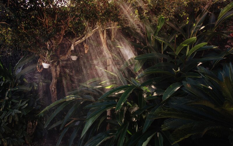 Sunlight through tropical garden