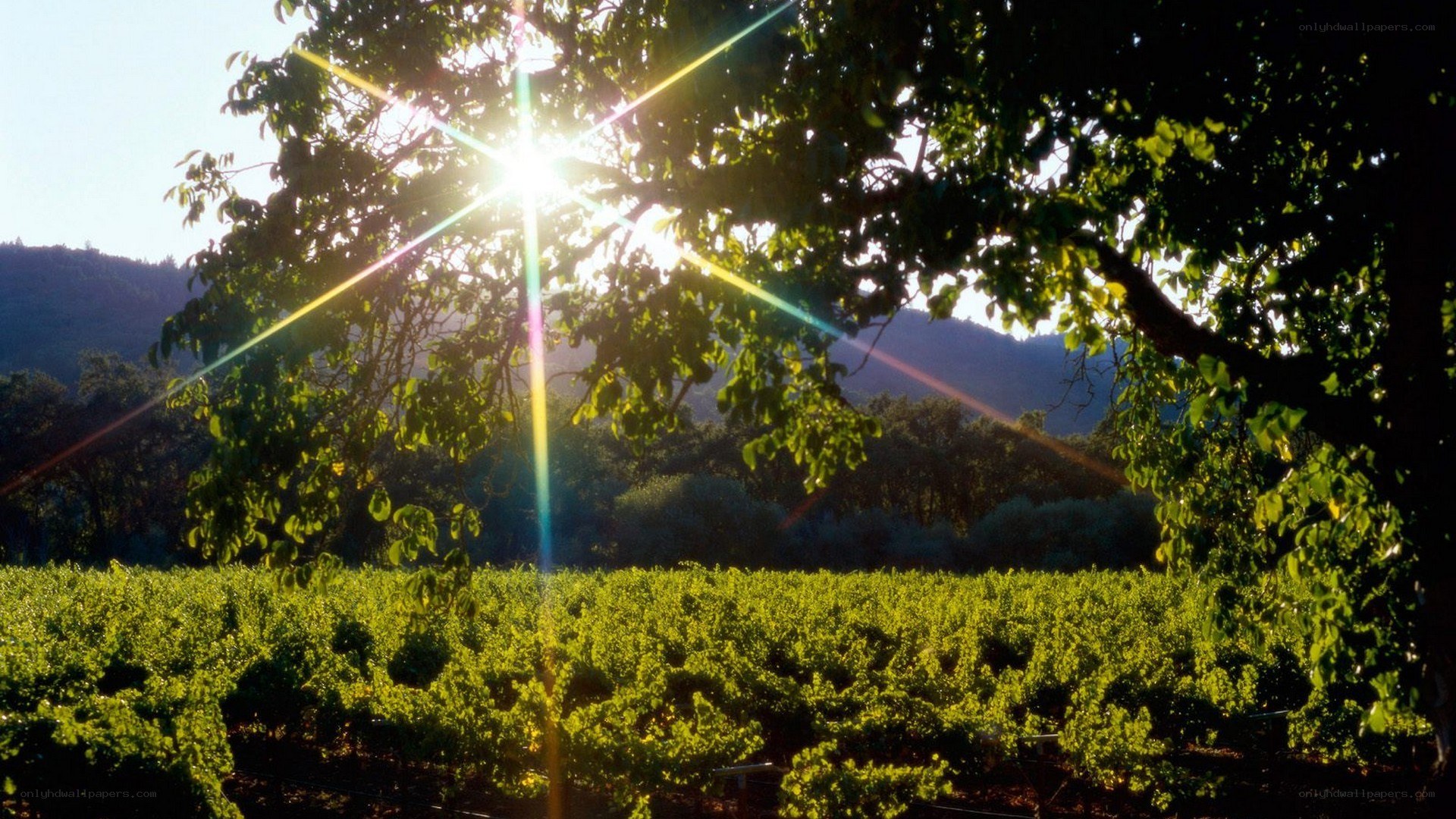 Sunlight through vineyard trees