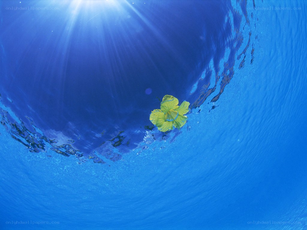 Sunlight through water with flower