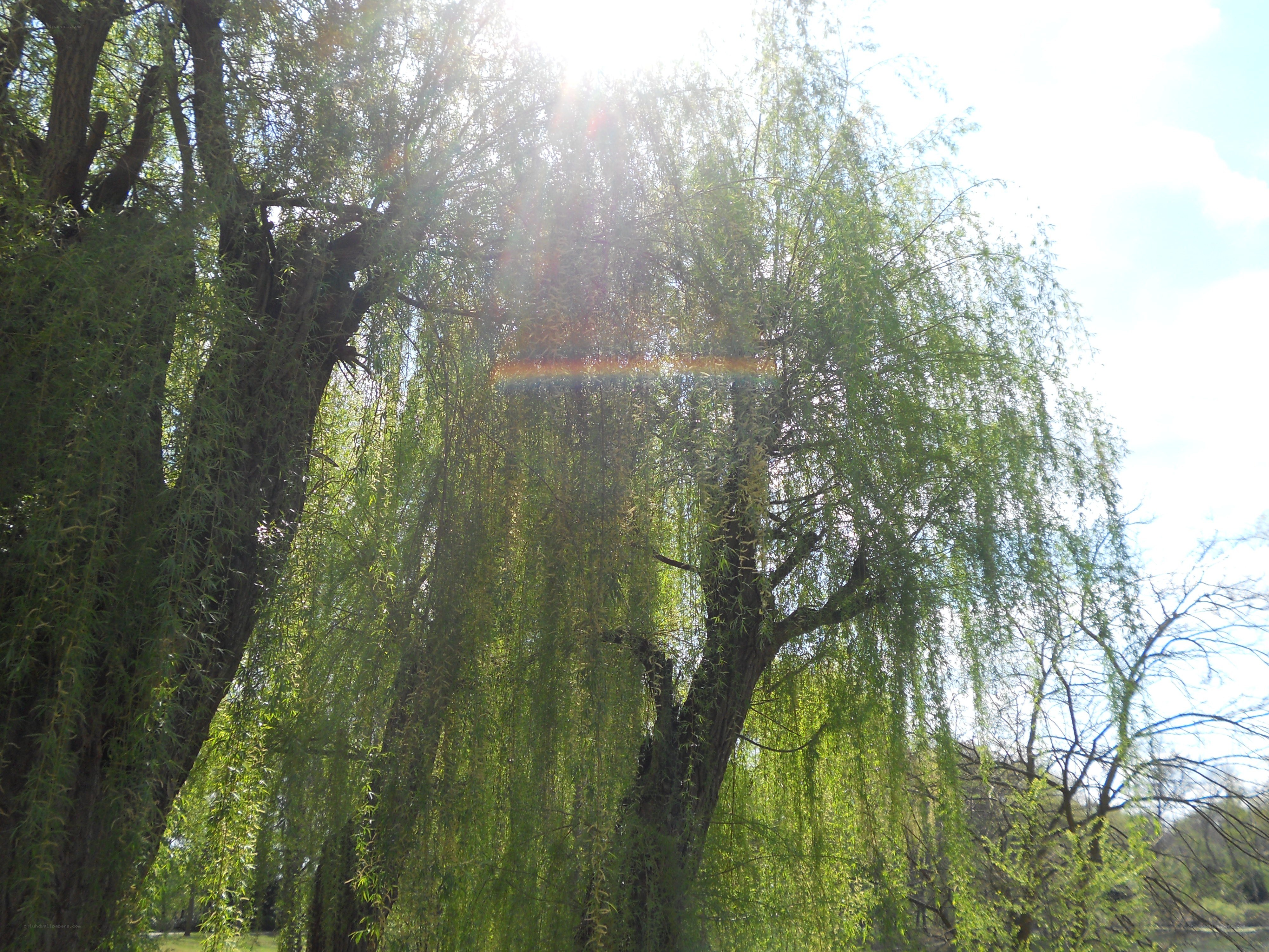 Sunlight through weeping willow