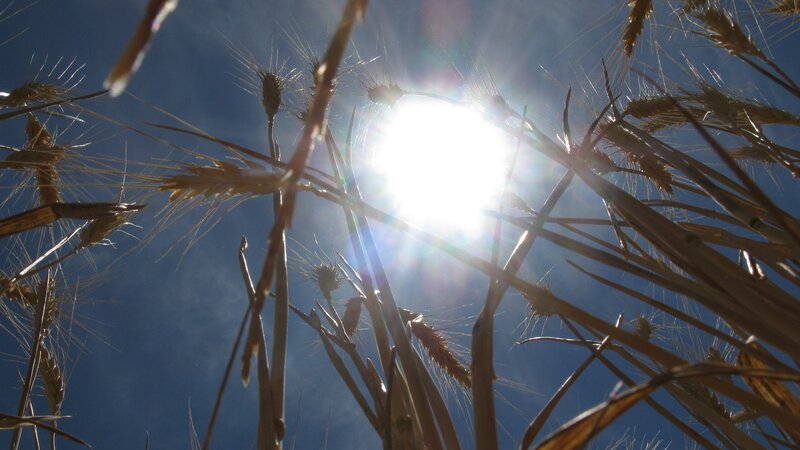 Sunlight through wheat field
