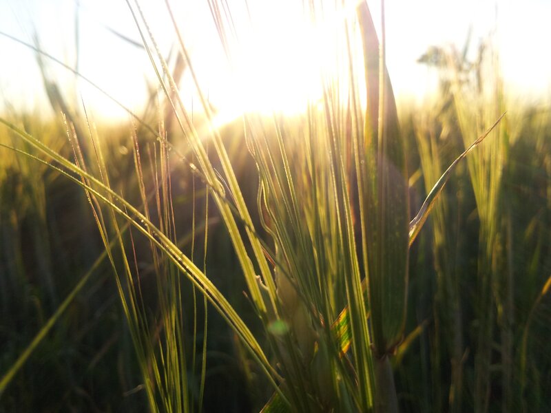 Sunlight through wheat field