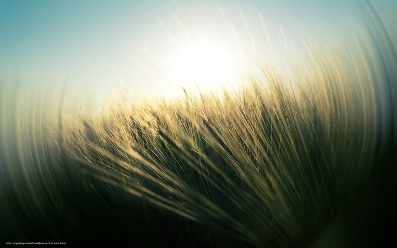 Sunlight through wheat field