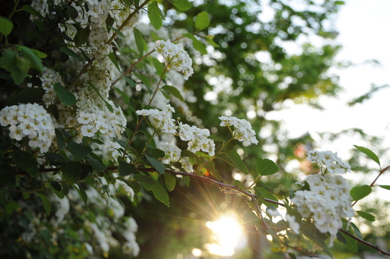 Sunlight through white flowers