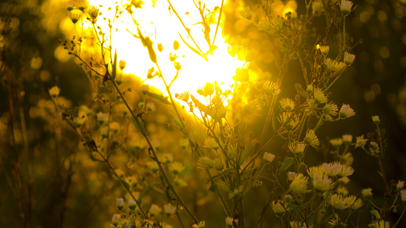 Sunlight Through Wildflowers — Yellow