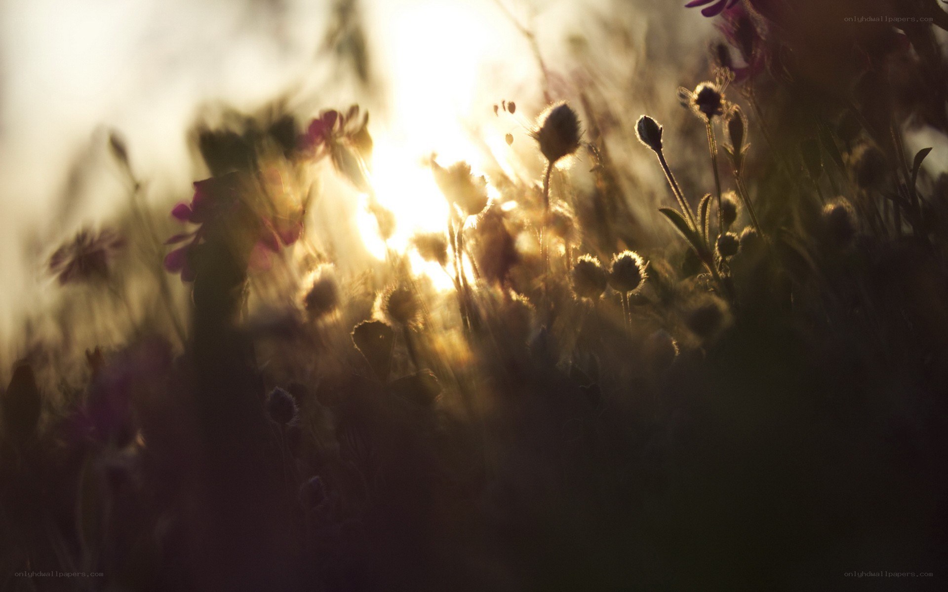 Sunlight through wildflowers